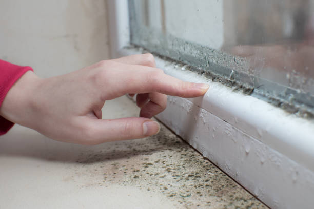 Best HVAC Mold Inspection and Cleaning  in Wewahitchka, FL